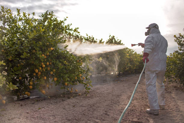 Best Affordable Pest Control Services  in Gautier, MS
