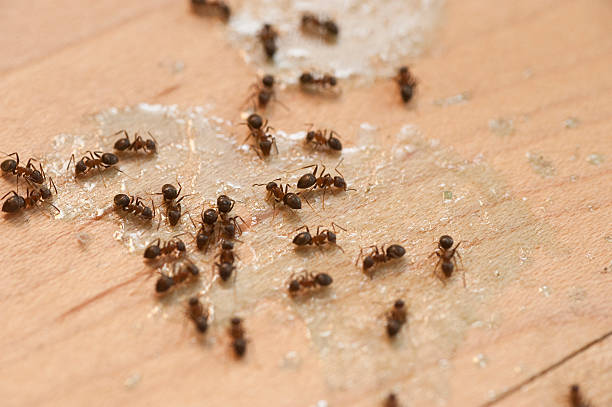 Best Pest Inspection Near Me  in Gautier, MS